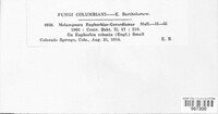 Melampsora euphorbiae image